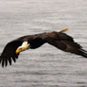 Meet your Posher, Liz